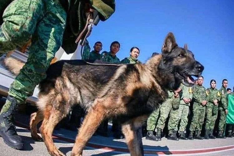 Anjing bernama Proteo saat bertugas mengevakuasi korban gempa Turkiye.