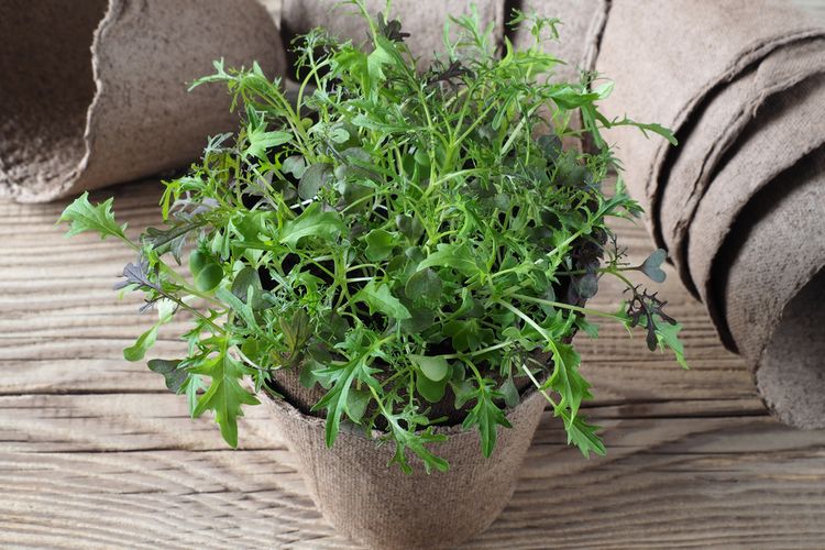 Ilustrasi tanaman sayuran mizuna, menanam mizuna di pot. 