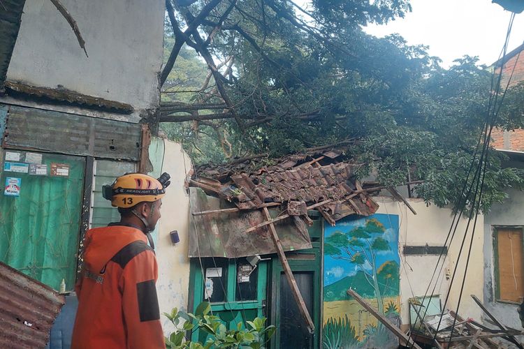 Pohon Trembesi Berdiameter 2 Meter Tumbang, Timpa Rumah di Kediri, 4 Orang Jadi Korban