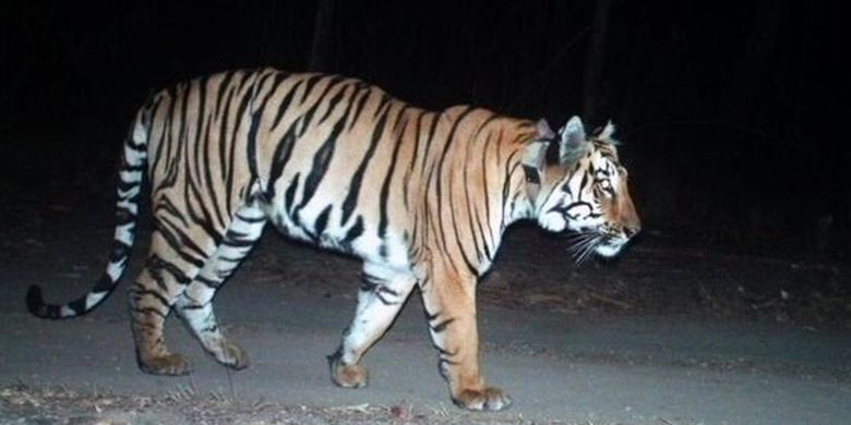 Harimau Ini Berjalan 1 300 Kilometer Demi Mangsa Dan Pasangan Halaman All Kompas Com