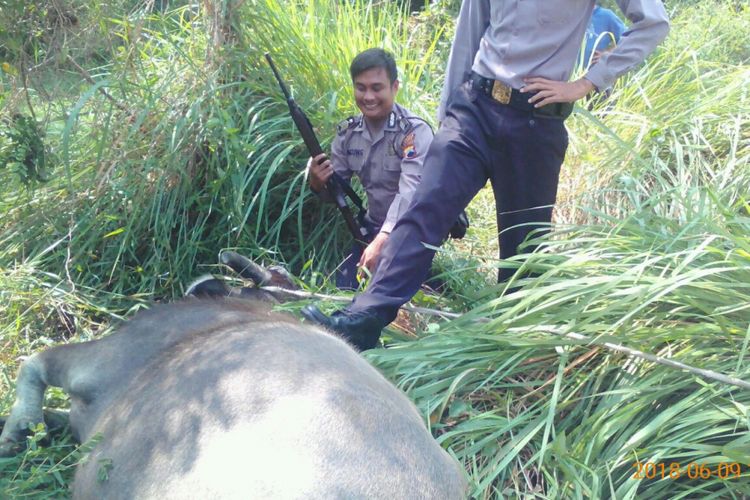 Polisi menembak mati seekor kerbau‎ yang mengamuk di jalan raya Kudus - Grobogan wilayah Desa Tanjung, Kecamatan Jati, Kabupaten Kudus, Jawa Tengah, Sabtu (9/6/2018).‎