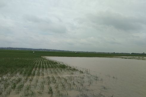 Pemerintah Targetkan Semua Lahan Pertanian di Bantaeng Masuk AUTP, Begini Caranya