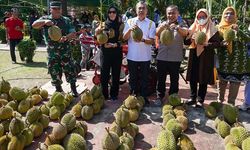 Sambut Panen, Gubernur Riau Hadiri Gebyar Makan Durian Bantan 2022