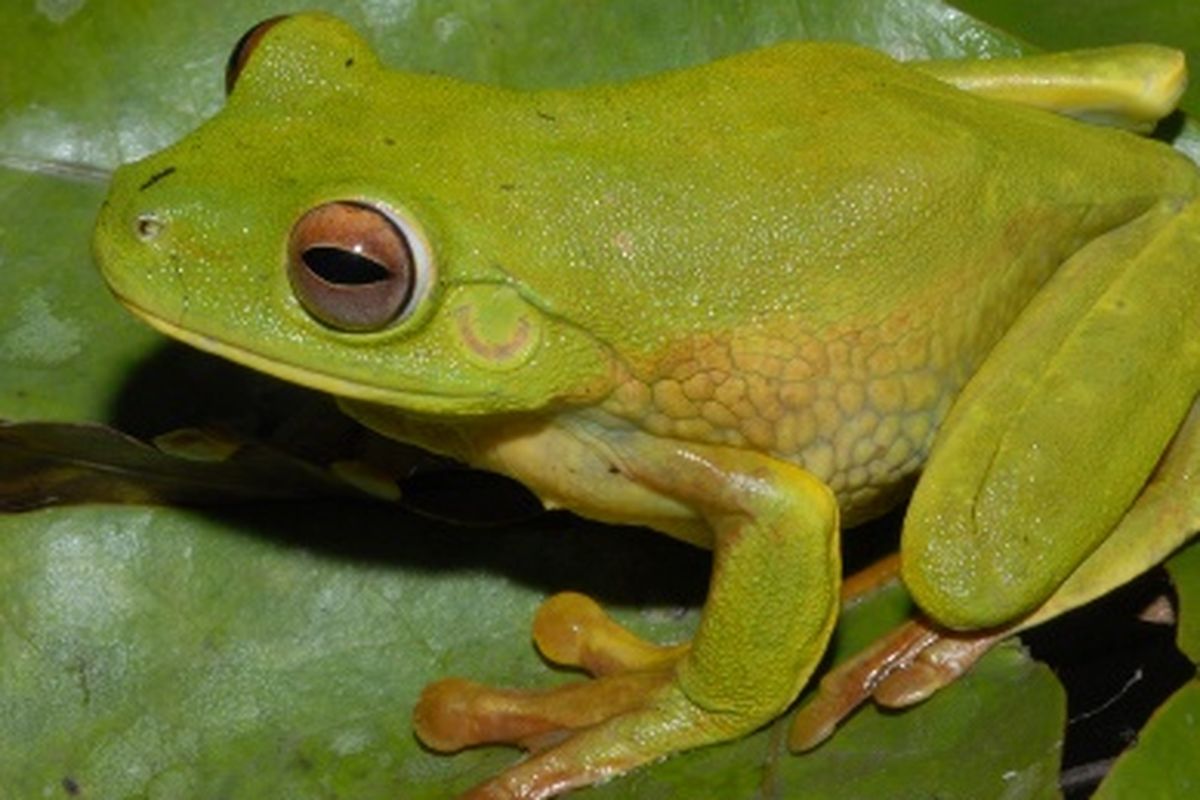 Spesies katak baru di area PT Freeport Indonesia, di Mimika, Papua. Spesies yang ditemukan adalah Litoria lubisi, sejenis katak pohon hijau besar yang merupakan anggota keluarga Litoria infratrenata. 