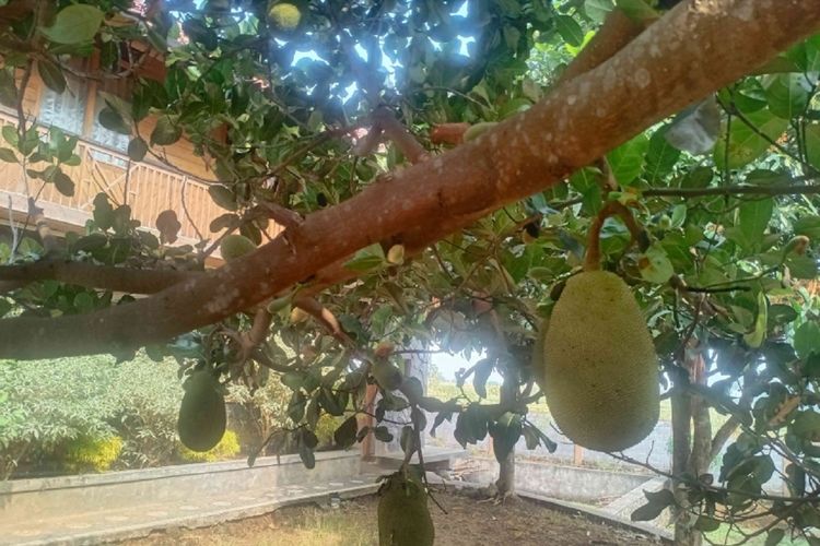 Menanam Nangka di Pekarangan, Menikmati Buahnya, Merasakan Hematnya