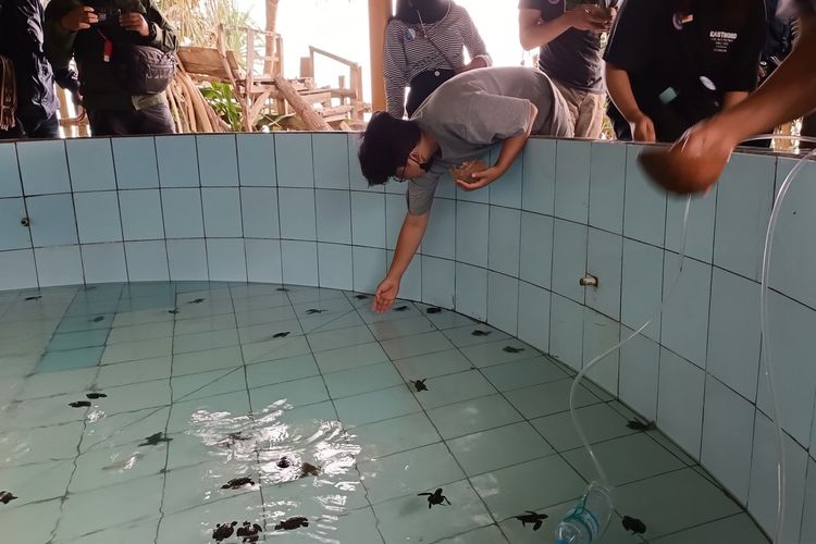 Kolam penampungan sementara penyu setelag menetas sebelum dilepasliarkan di Kawasan BSTC Malang, Pantai Bajulmati, Desa Gajahrejo, Kecamatan Gedangan, Kabupaten Malang, Jawa Timur.