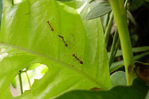 Cara Ampuh Mengusir dan Mencegah Semut pada Tanaman Hias