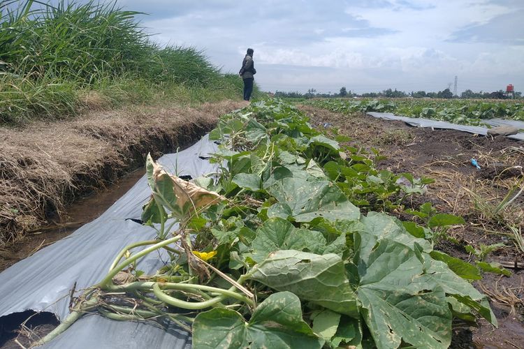 Foto: Tanaman semangka di sawah mik Nanang Setiawan (38) warga Dusun Krajan, Desa Klatakan, Kecamatan Kendit, Kabupaten Situbondo yang harus rela 6 hektar sawahnya rusak akibat banjir dengan kerugian Rp 250 juta.