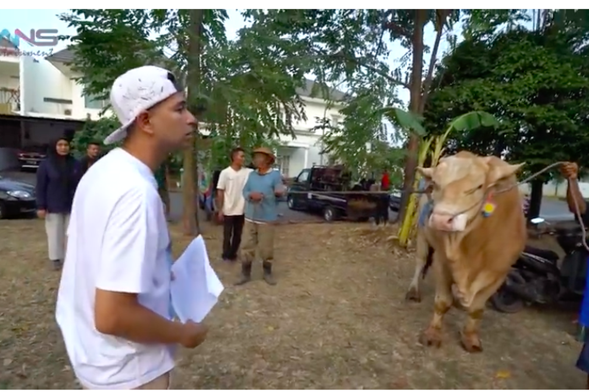 Pembawa acara Raffi Ahmad menunjukkan salah satu sapi untuk hewan kurbannya pada Idul Adha tahun ini.