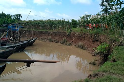 Cegah Longsor, 1.000 Rumput Vetiver Ditanam di Bantaran Sungai Bengawan Solo