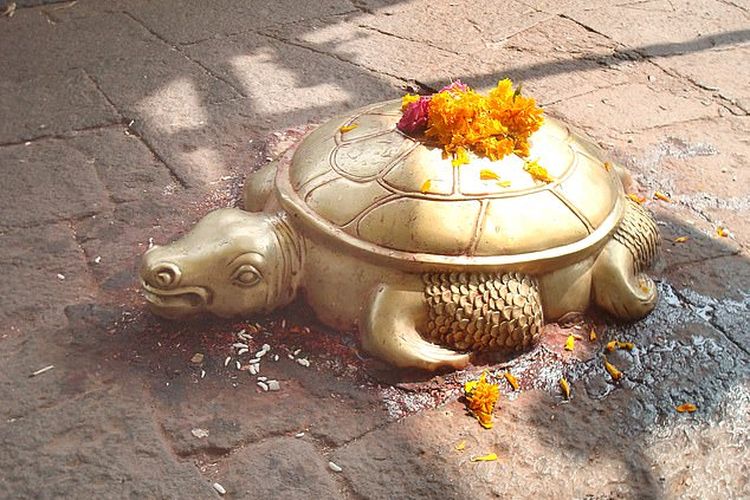 Kura-kura memiliki nilai budaya dan religius yang tinggi di Nepal.