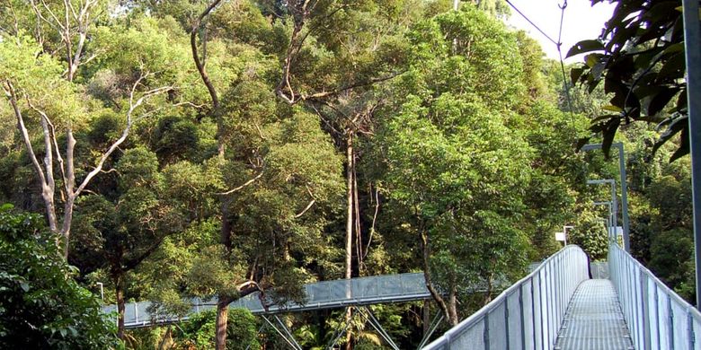 Tree Top Walk Sungai Kedim di Malaysia