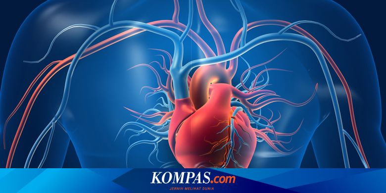 Siswa, Ini Bagian Jantung dan Fungsinya