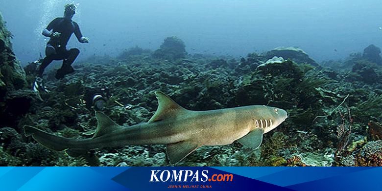 Menikmati Surga Di Selat Pantar Alor Halaman All Kompas Com