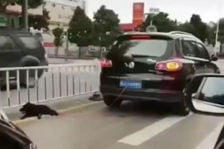 Potongan video memperlihatkan seekor anjing diseret oleh si pemilik yang ternyata baru saja mengadopsinya di China pekan lalu.