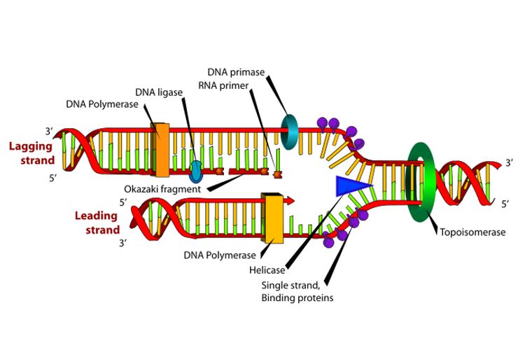Proses replikasi DNA yang dibantu oleh enzim.