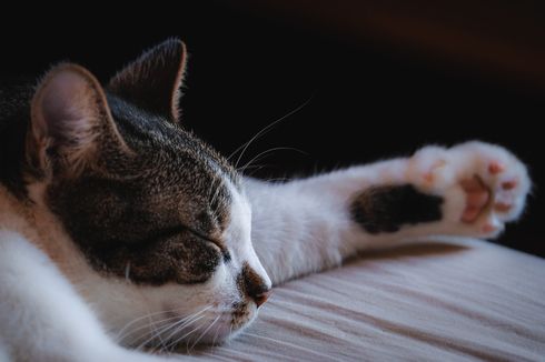 6 Alasan Mengapa Kucing Senang Tidur di Kaki Pemiliknya