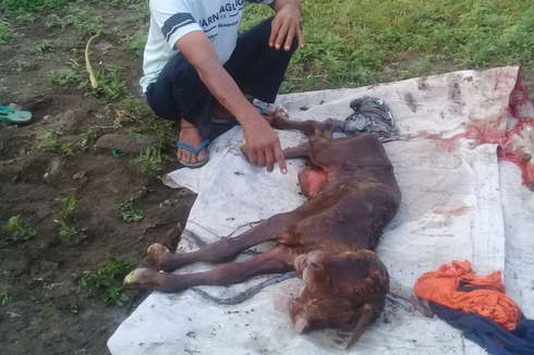 Anak Sapi Lahir Berkepala Dua Gegerkan Warga, Ini Cerita Sang Pemilik 