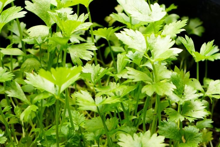 Ilustrasi menanam seledri di polybag. 