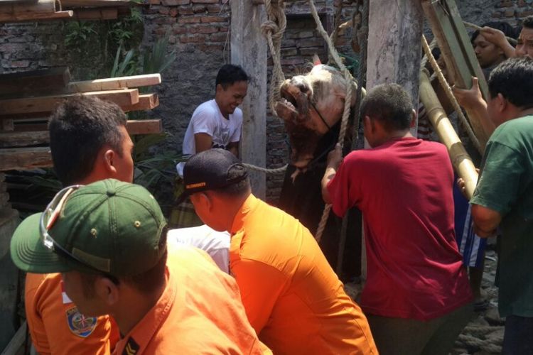 Warga Pedurungan Kidul Semarang dibantu regu SAR mengevakuasi seekor sapi dari dalam sumur, Jumat (1/9/2017) siang.