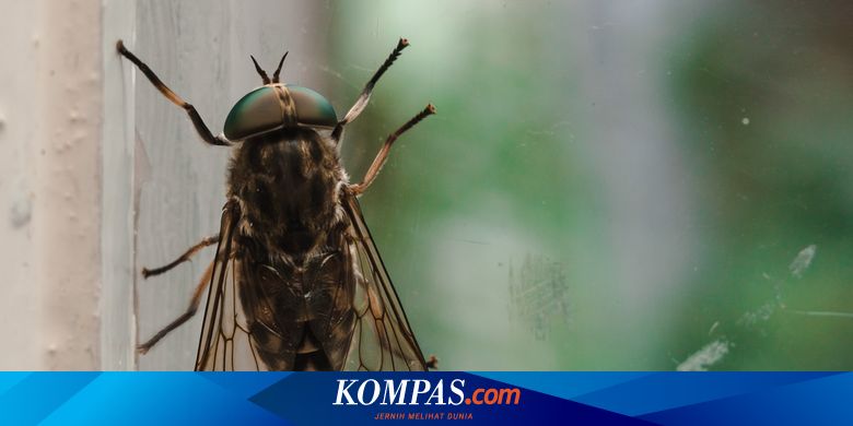 12 Penyakit Yang Dapat Ditularkan Lalat Halaman All Kompas Com 12 Penyakit Yang Dapat Ditularkan Lalat Halaman All Kompas Com