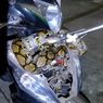 Cerita Satpam Jaga Tengah Malam: Ular 2 Meter Bikin Tong Sampah Geser lalu Masuk Motornya