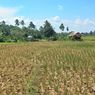 70 Ha Lahan di Lombok Tengah Alami Kekeringan, Ditjen PSP Lakukan Verifikasi dan Berikan Bantuan