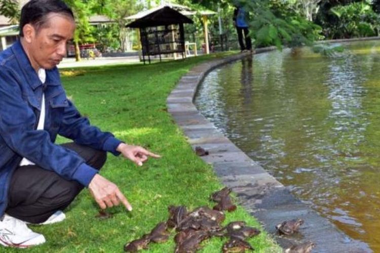 Presiden joko Widodo melepaskan sejumlah kodok ke kolan Kebun Raya Bogor, Minggu (3/1/2015).