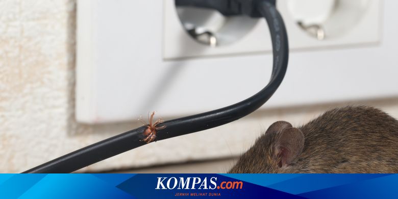 Tikus Di Rumah Bikin Kesal Ini 3 Cara Ampuh Mengusirnya Halaman All Kompas Com