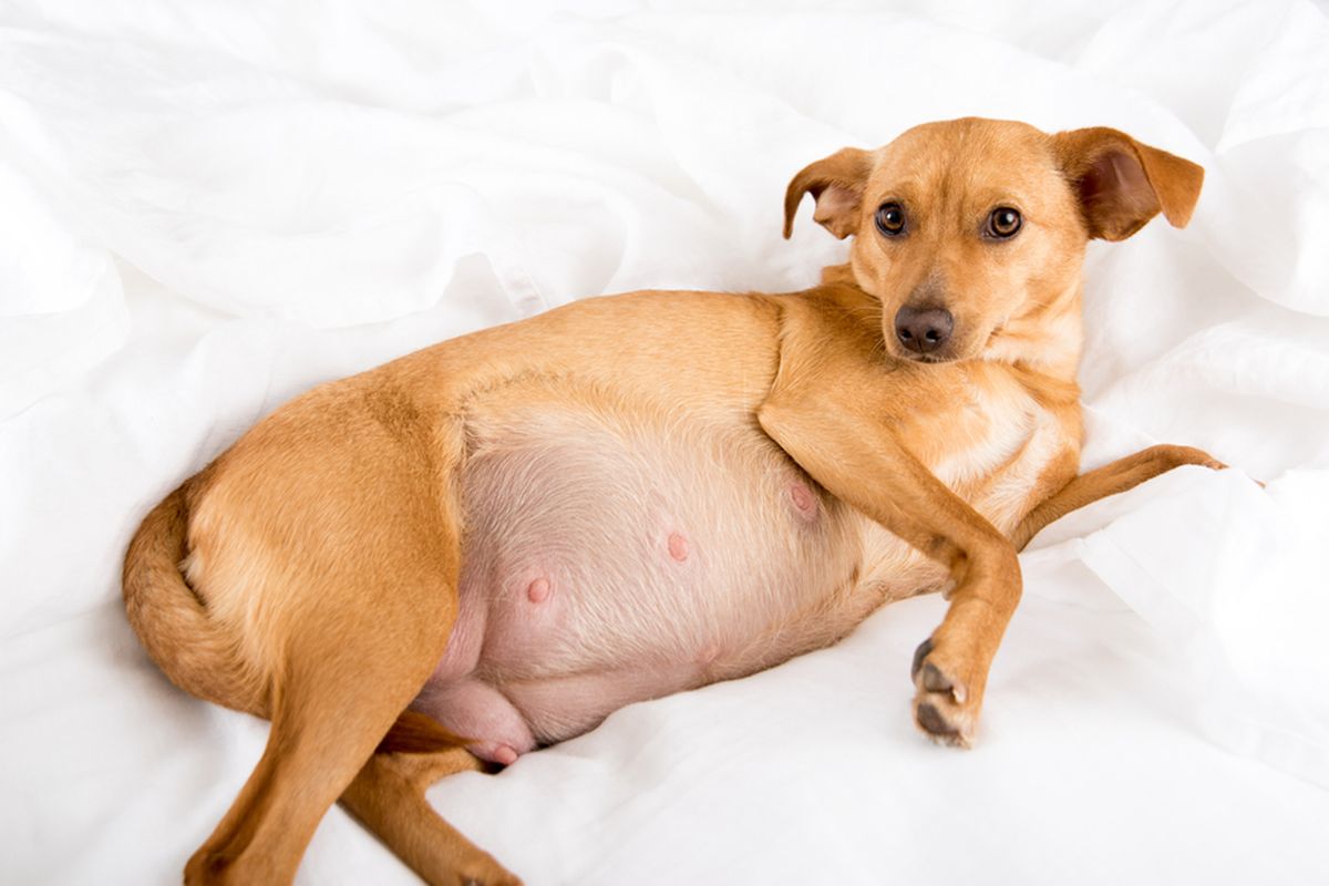 Ilustrasi anjing hamil.