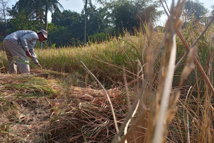 Seorang petani di Kabupaten Cianjur, Jawa Barat memanen paksa tanaman padinya, Rabu (23/8/2023) akibat bencana kekeringan. Petani setempat mengalami gagal panen karena sudah dua bulan lahan sawah tak terairi.