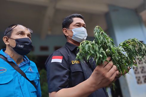 Pemilik Tanaman Ganja di Tasik Lakukan Riset dan Gunakan Cara Ilmiah