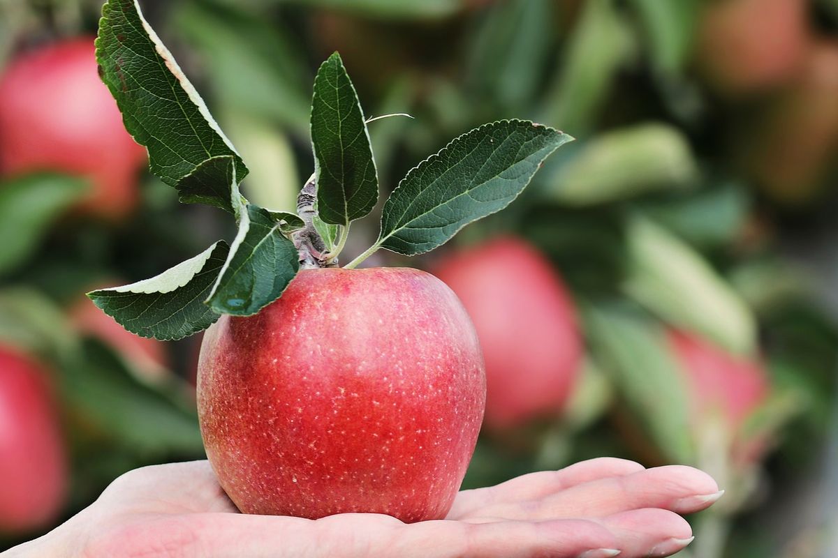 Buah apel tinggi akan karbohidrat. Buah ini bisa menjadi camilan sehat yang mengenyangkan.