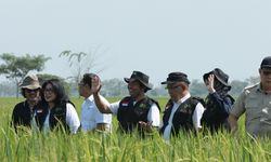 Bulog Siapkan Langkah Strategis Jelang Panen Raya
