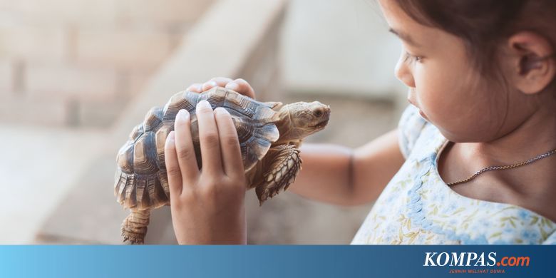 7 Kasus Penyiksaan Satwa Mata Kucing Ditusuk Hingga Orangutan