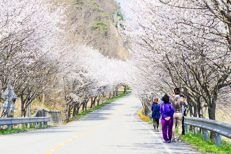Jalur utama bunga sakura di Sejong, Korea Selatan.