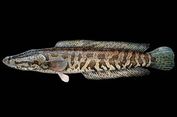 Warga AS Tangkap 'Channa Argus' Ikan Berkepala Ular, Hewan Apa Itu?