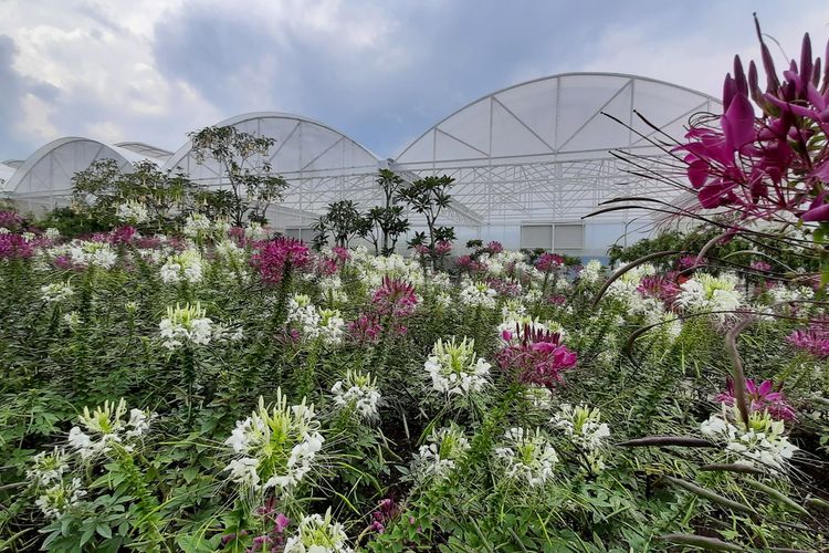 Serunya Main ke Batu Love Garden, Parade Bunga hingga Naik Unta