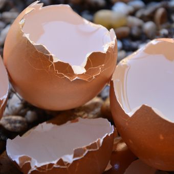 Ilustrasi cangkang telur sebagai pupuk tanaman. 