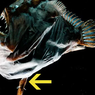 Susah Cari Pasangan, Anglerfish Rela Bucin Seumur Hidup