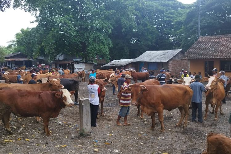 Suasana di Pasar Hewan Kecamatan Rogojampi yang lebih sepi pembeli daripada sebelum PMK mewabah, Kamis, (9/1/2024)