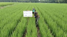 Harga Pupuk Subsidi Turun tapi Tak Banyak Menolong, Petani Jember: Kuotanya Kurang