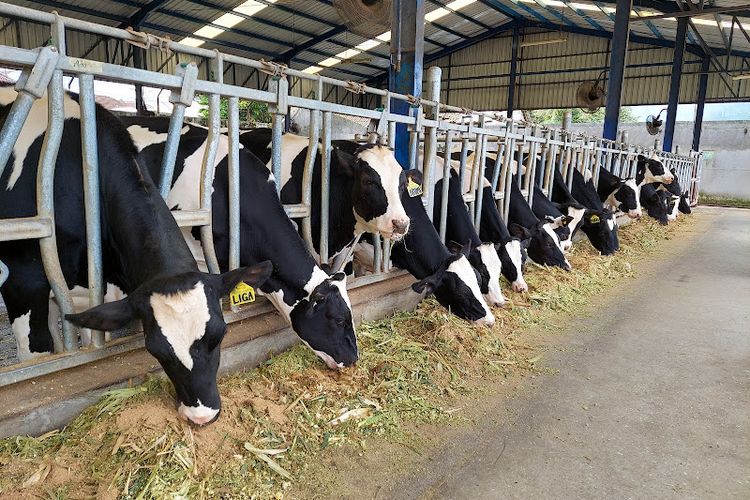 Peternakan sapi perah milik Koperasi SAE, Pujon, Kabupaten Malang, Jawa Timur, Jumat (3/12/2021)
