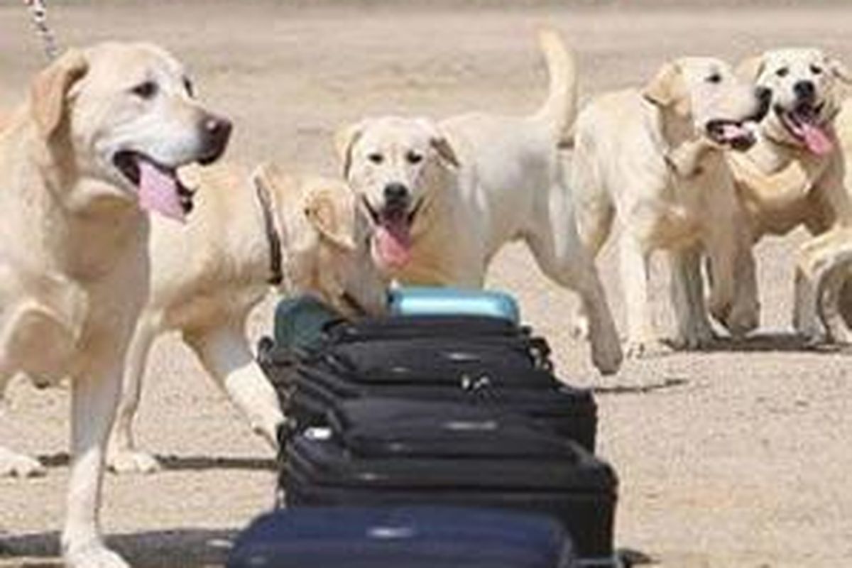 Anjing-anjing labrador hasil kloning yang diberi nama Toppy (kependekan dari Tomorrow's puppy) sedang dilatih mengendus.