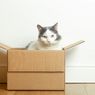 Dokter Hewan Ungkap Alasan Mengapa Kucing Suka Masuk Kardus