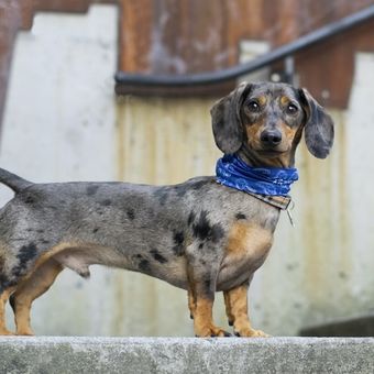 Ilustrasi anjing Dachshund 