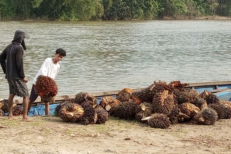 Petani Sawit Keluhkan Besarnya Bea Keluar dan Pungutan Ekspor, Negara Dapat Rp 1000 per 1 Kg