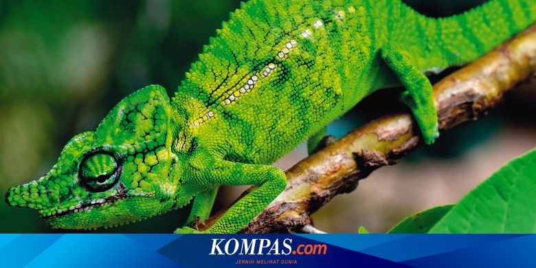 Bunglon Ini Ditemukan Lagi Setelah 100 Tahun Menghilang