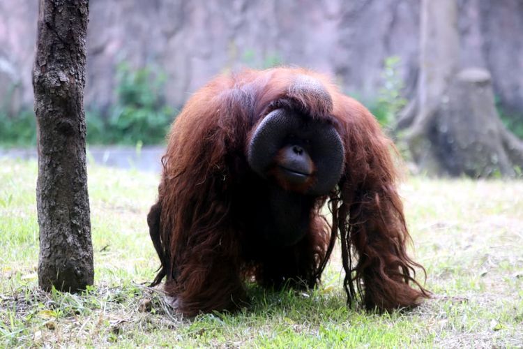 Farhan Ungkap Perkembangan Bandung Zoo, Pemkot dan Pemprov Jabar Siapkan Opsi BUMD Konservasi Satwa