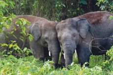 Polisi Selidiki Pemburu Liar yang Jerat Kaki Anak Gajah di Way Kambas